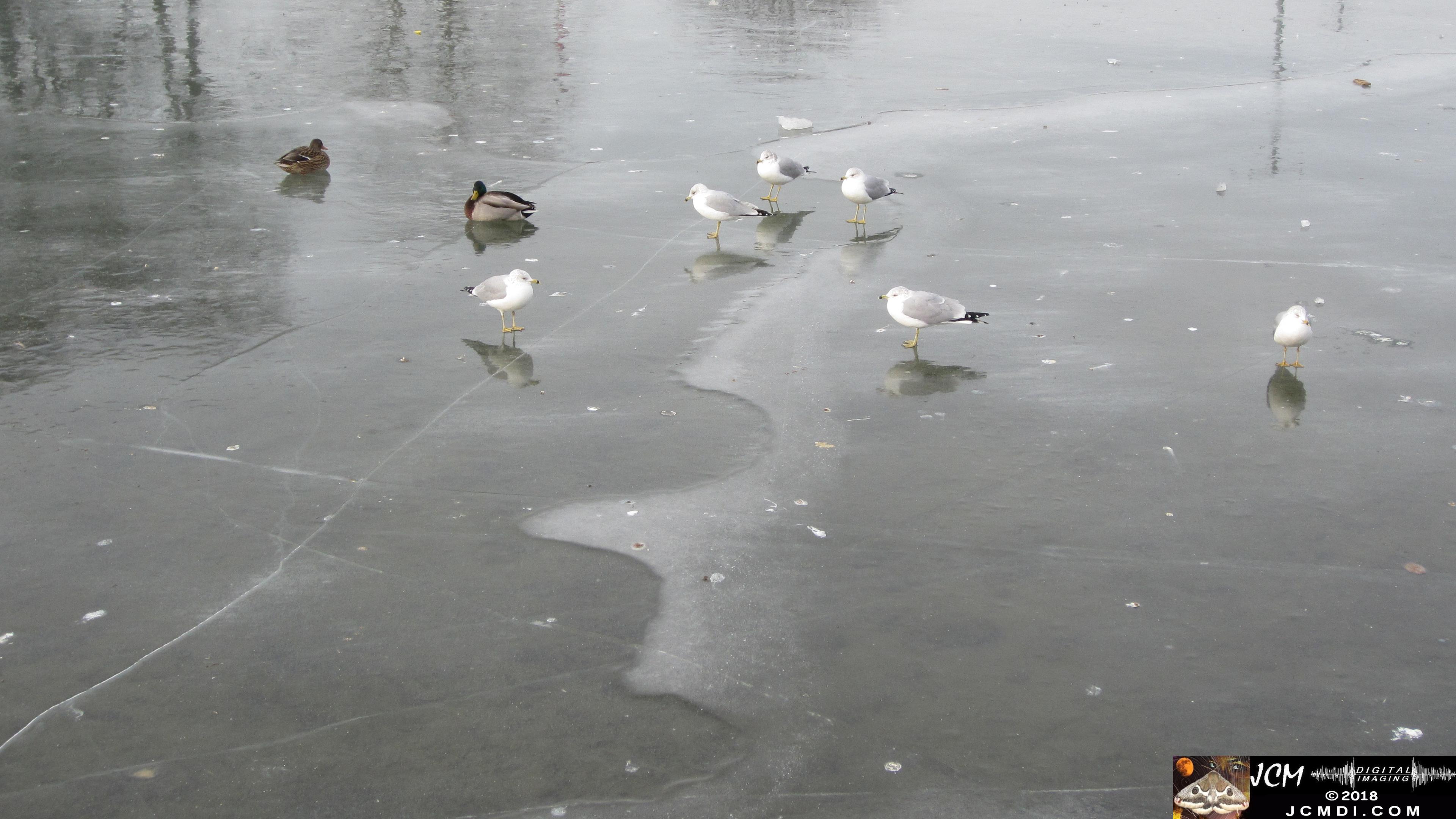 Gulls and ducks stand on Frozen Lake in Tennessee